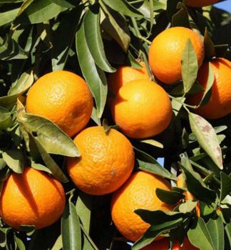 Pomarančovník ´VAINIGLIA MOSCATE´ 40-50 cm, kont. 2 l