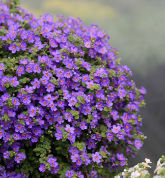 Bakopa previsnut� �YAKIMA�GIGA BLUE�, kont. 0,5 l