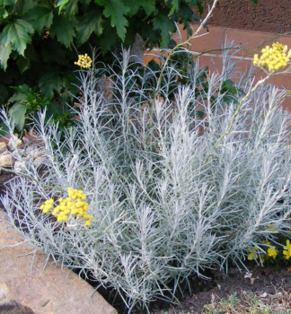 Kari korenie, kont. 0,5 l