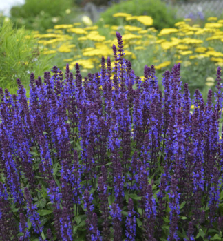 �alvia h�jna �NEW DIMENSION BLUE� kont. 0,5 l