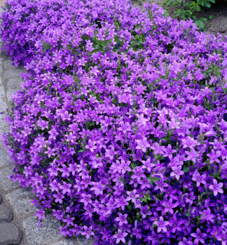 Zvon�ek skalni�kov� �CLOCKWISE DEEP BLUE�, kont. 1 l