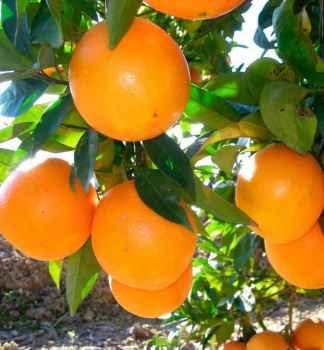Pomarančovník ´ARANCIO´, na kmienku 20 cm, kont. 3 l