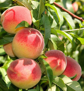 Brosky�a �VELVET�, podp. Rakonieviczk�, vo�nok.