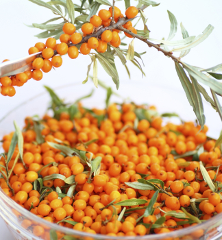 Rakytn�k re�etliakov� �INJA� 40-50 cm, kont. 2,5 l - sami�ia rastlina