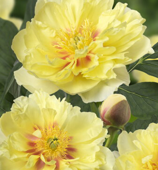 Piv�nia Itoh �BARTZELLA�, kont. 1 l