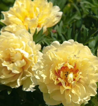 Piv�nia Itoh �SHINING LIGHT�, kont. 1 l