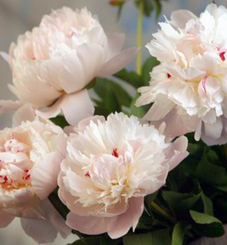 Piv�nia bylinn� �PECHER�, kont. 1 l