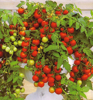 Previsnuté cherry rajčiny ´PENDULINA RED´, 1 ks v kont. 0,3 l