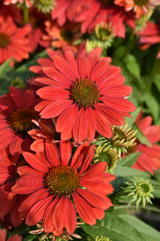 Echinacea hybridn� �DARK ORANGE PEARL�� kont. 0,5 l