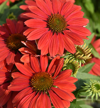 Echinacea hybridn� �DARK ORANGE PEARL�� kont. 0,5 l