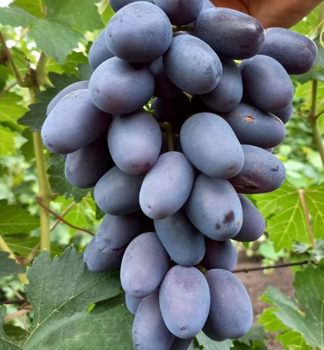 Vini� stolov� rezistentn� �CZIERNYJ KRISTAL�, zemn� bal