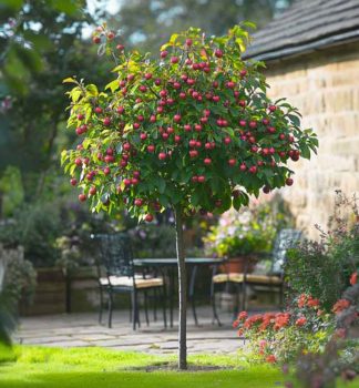 Mini via, podp. mahalebka, vonok.