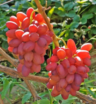 Vini stolov rezistentn BOGEMA, zemn bal