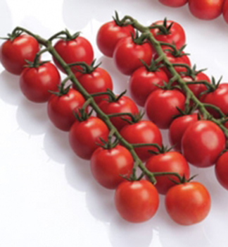 Raj�ina kol�kov� cherry �BINGO F1� kont. 0,5 l