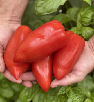 Raj�ina kol�kov� �BELLANDINE F1�, kont. 0,5 l