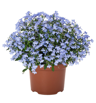 Lobelka previsnut� �BELLA WATERLOO�, kont. 0,5 l