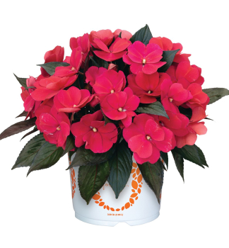 Net�kavka novoguinejsk� �PETTICOAT NEON RED�, kont. 0,5 l