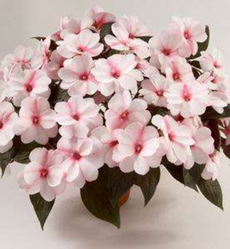 Net�kavka novoguinejsk� �HARMONY CANDY CREAM�, kont. 0,5 l