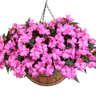 Net�kavka novoguinejsk� �HARMONY COLORFALL PASSION�, kont. 0,5 l