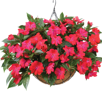 Net�kavka novoguinejsk� �HARMONY COLORFALL NEON RED�, kont. 0,5 l