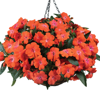 Net�kavka novoguinejsk� �HARMONY COLORFALL ORANGE�, kont. 0,5 l