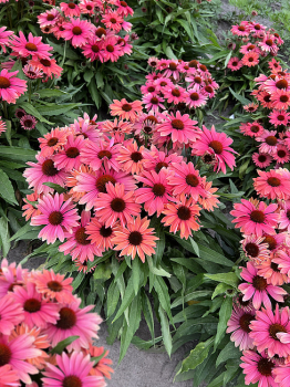 Echinacea hybridn� �CORAL PEARL�� kont. 0,5 l