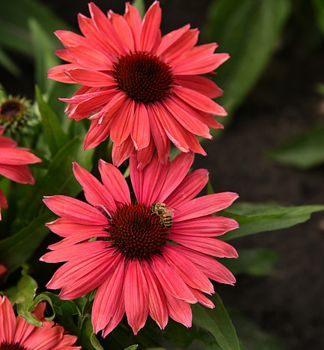 Echinacea hybridn� �CORAL PEARL�� kont. 0,5 l