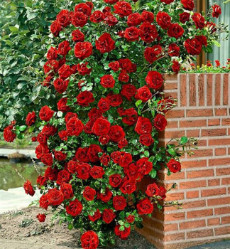 Ruža popínavá ´PAUL´S SCARLET CLIMBER´ * 15-20 cm, zemný bal 