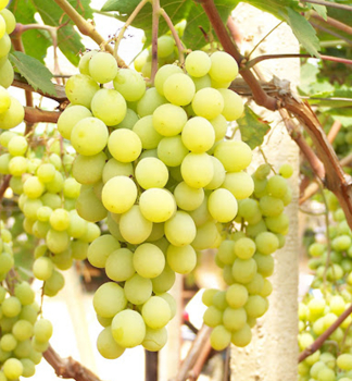 Vini stolov bezsemenn rezistentn AFRODITA, zemn bal