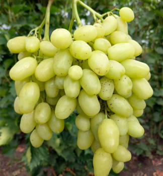 Vini stolov bezsemenn rezistentn BANANAS, zemn bal