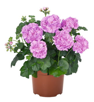 Pelarg�nia �ahav� �ATLANTIC LAVENDER�, kont. 0,5 l