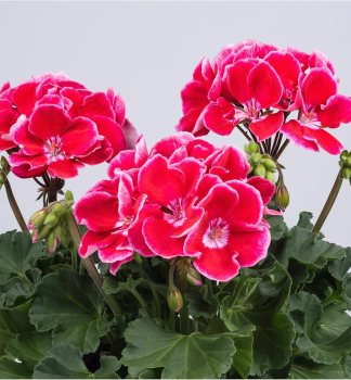 Pelarg�nia vzpriamen� �SPANISH WINE� RED�, kont. 0,5 l