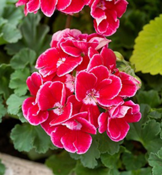 Pelarg�nia vzpriamen� �SPANISH WINE� RED�, kont. 0,5 l