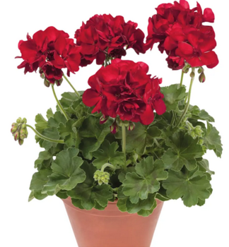 Pelarg�nia vzpriamen� �VICTOR�, kont. 0,5 l