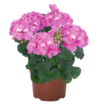 Pelarg�nia vzpriamen� �SAVANNAH� TRUE PINK�, kont. 0,5 l