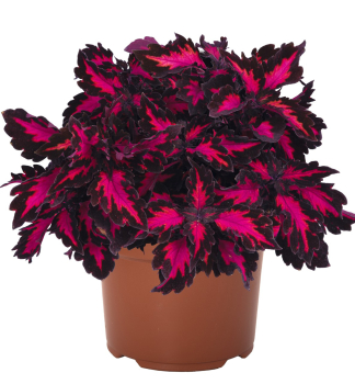 Koleus hybridn� (africk� p�h�ava) �ROYALTY�, kont. 0,5 l