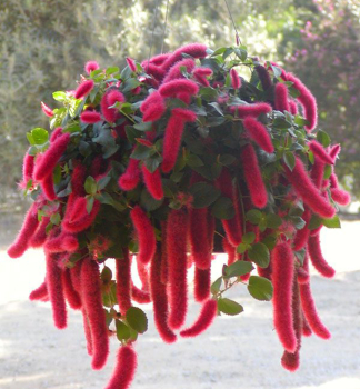 Akalyfa �FIRETAIL�, kont. 0,5 l