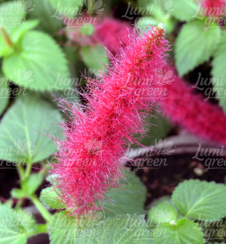 Obr�zok (9)