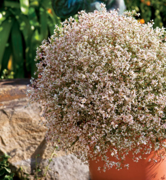 Mlie�nik �ubovn�kolist� �STARBLAST PINK�, kont. 0,5 l