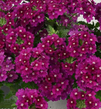 Verbena �VANESSA MAGENTA�, kont. 0,5 l