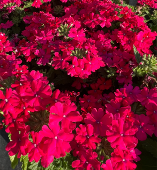 Verbena �VANESSA COMPACT NEON PINK�, kont. 0,5 l