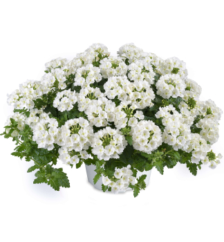 Verbena �VANESSA COMPACT WHITE�, kont. 0,5 l