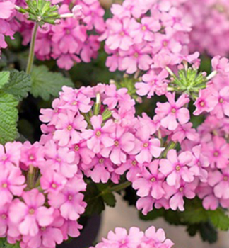Verbena �VANESSA COMPACT PINK�, kont. 0,5 l