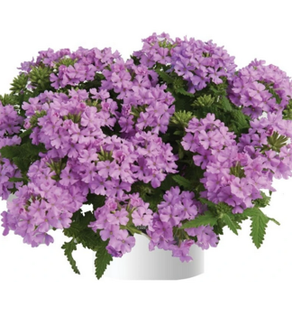 Verbena �VANESSA COMPACT LAVENDER�, kont. 0,5 l