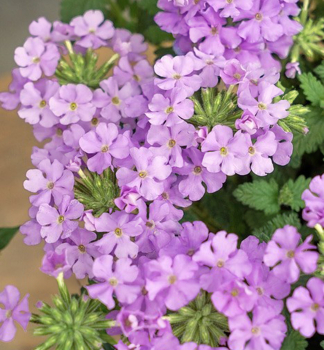 Verbena �VANESSA COMPACT LAVENDER�, kont. 0,5 l