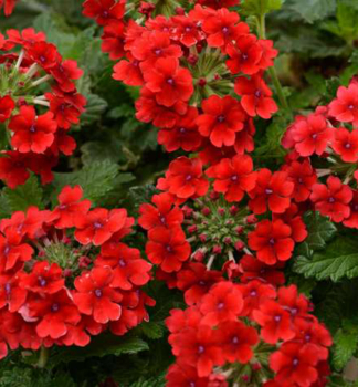 Verbena �VANESSA COMPACT RED�, kont. 0,5 l