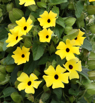 Tunbergia �SUNNY SUSY�GELB�, kont. 0,5 l