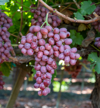 Vini� stolov� bezsemenn� �SCARLET ROYAL�, zemn� bal