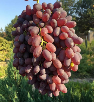 Vini� stolov� bezsemenn� �SCARLET ROYAL�, zemn� bal