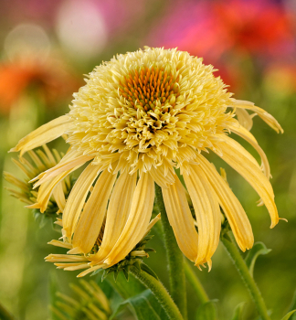 Echinacea purpurov� �PAPALLO�SEMI DOUBLE PEACH�, kont. 2,4 l